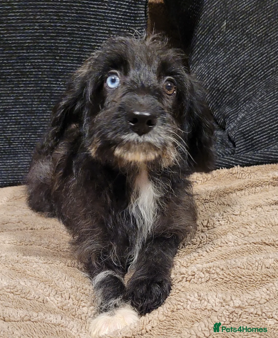 Labradoodle dogs for sale: Labradoodle puppies - Advert 3