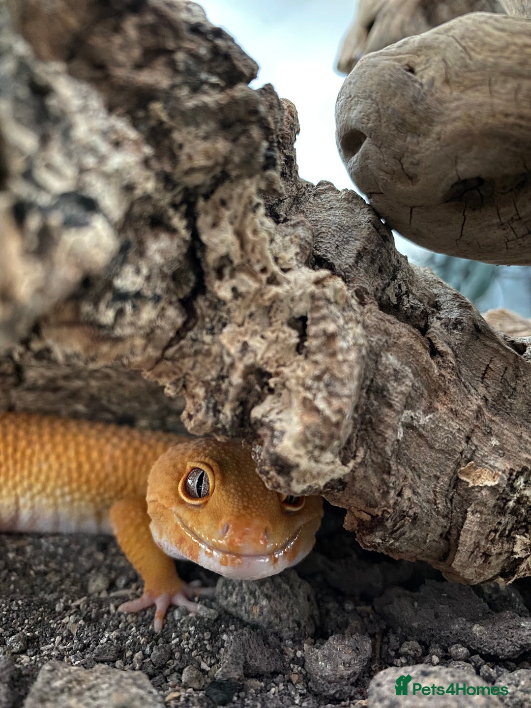 Leopard Gecko reptiles for sale: 2024 super sonic rainwater male leopard gecko - Image 5