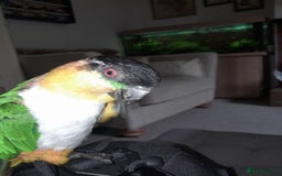 Parrots birds for sale: Mango - Image 1