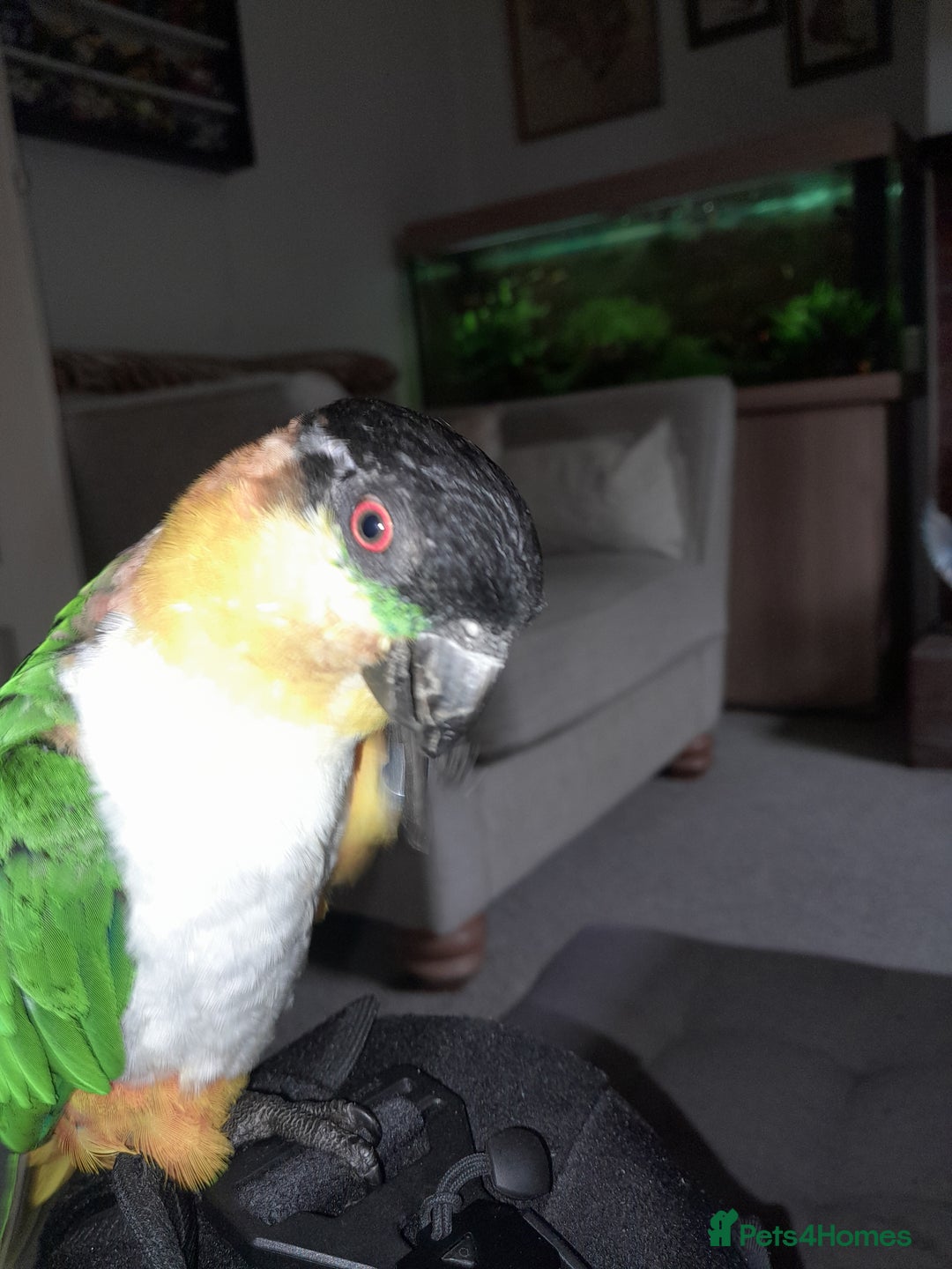 Parrots birds for sale: Mango - Image 1