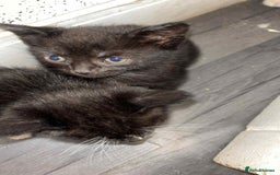 Mixed Breed cats for sale: Beautiful babies  - Image 5