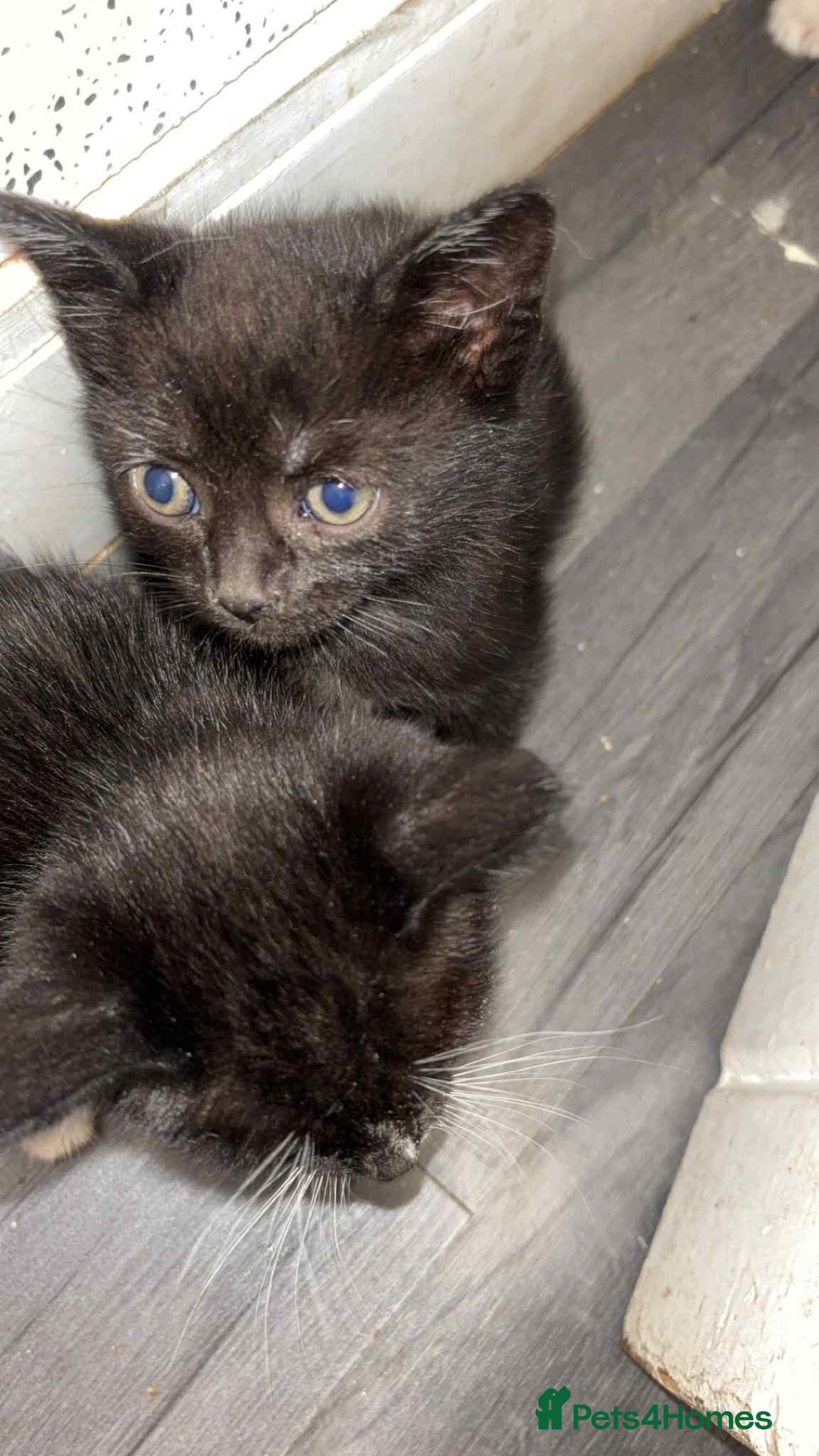 Mixed Breed cats for sale: Beautiful babies  - Image 5