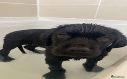 Mixed Breed dogs for sale: Bonnie - Image 3