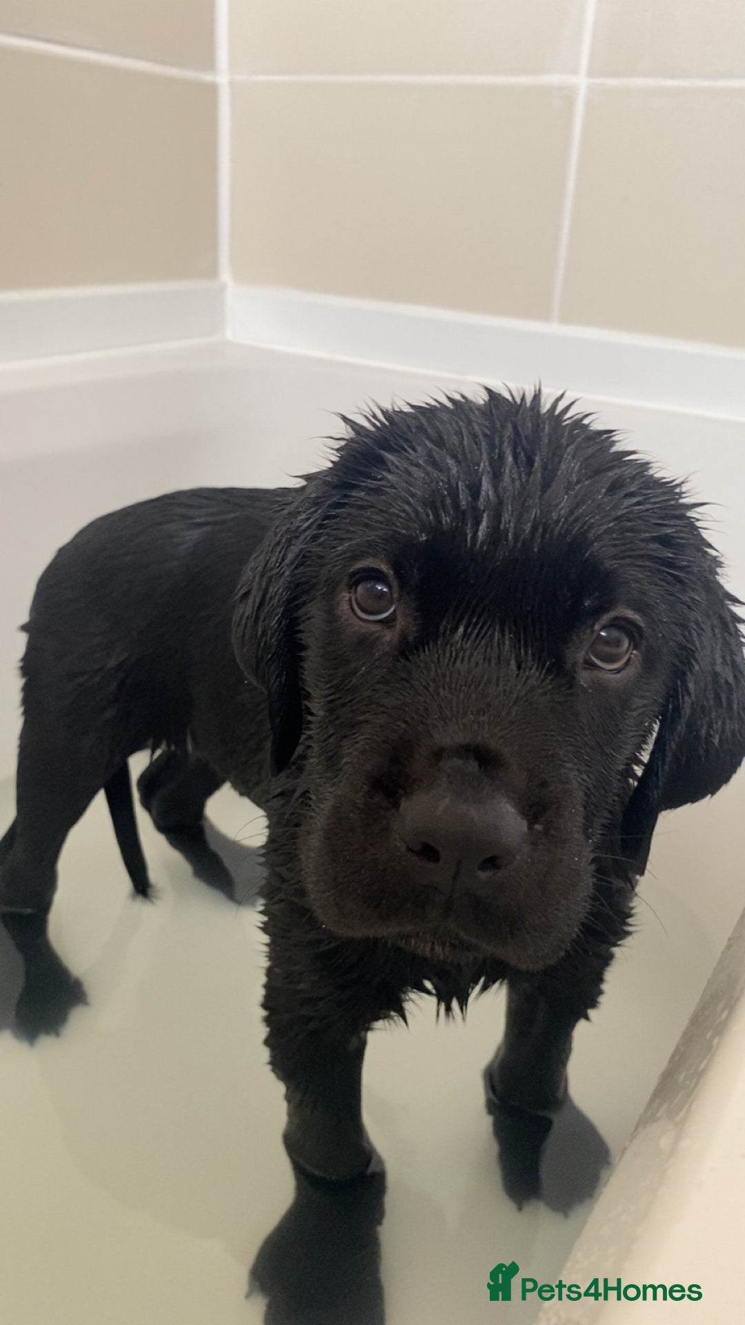 Mixed Breed dogs for sale: Bonnie - Image 3