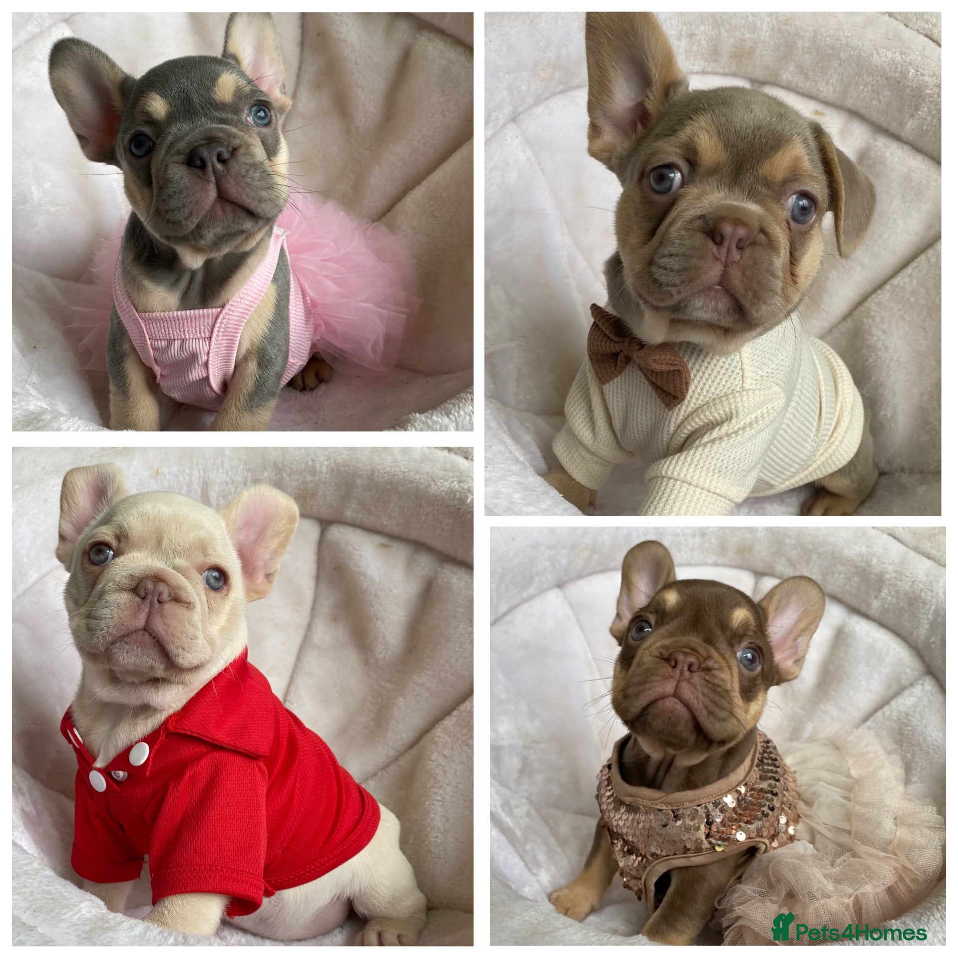 French Bulldog dogs for sale: FRENCH BULLDOGS, MERLE, ROJO, ISABELLA NEWSHADE. - Advert 4