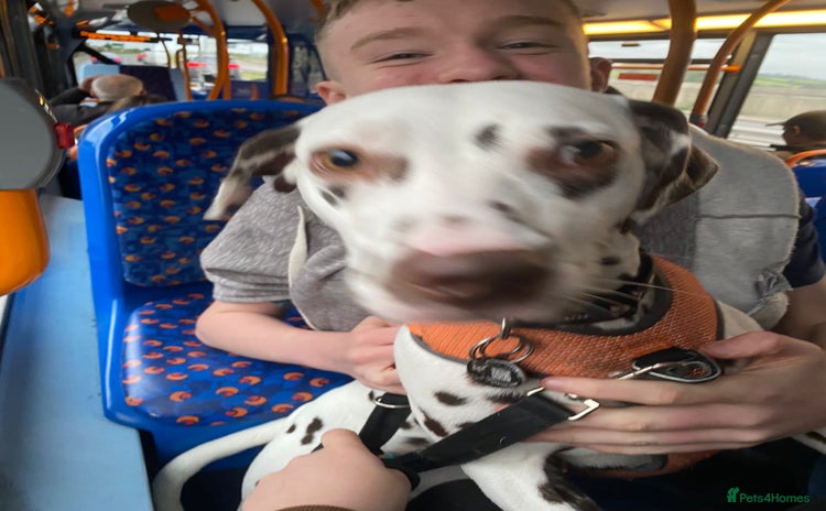 Dalmatian dogs - Advert 2