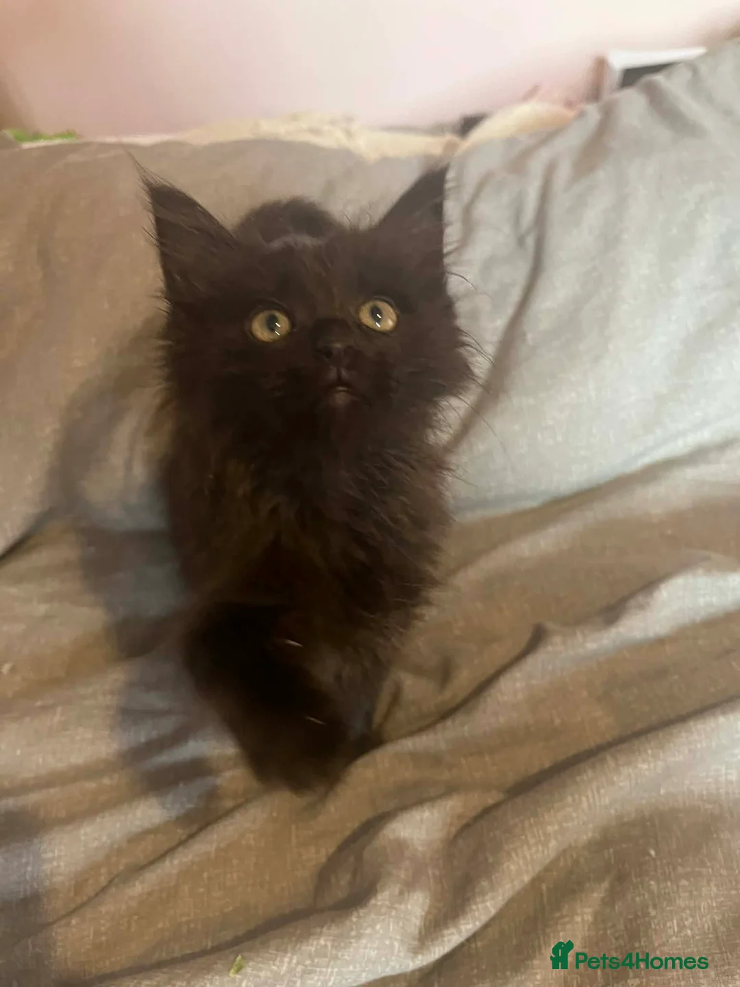 Maine Coon cats for sale: Adorable Maine coons kittens available in Elgin - Advert 7