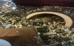 Mouse rodents for sale: Mice Babies (Hand Friendly) in Crewe - Image 4