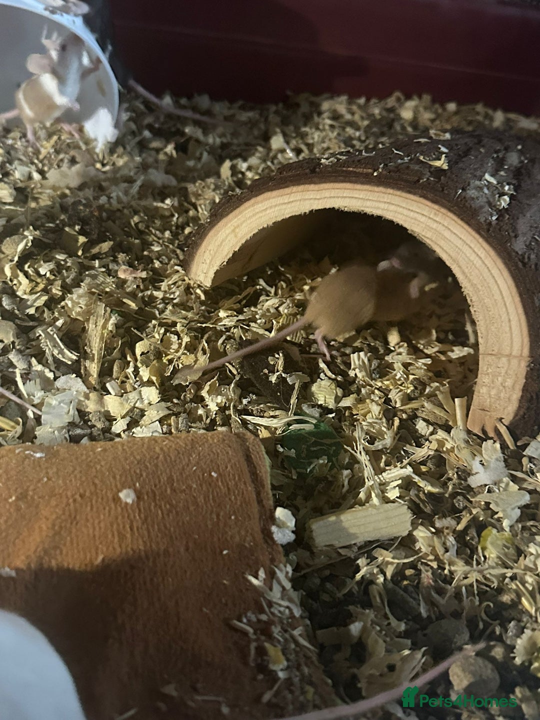 Mouse rodents for sale: Mice Babies (Hand Friendly) in Crewe - Image 4