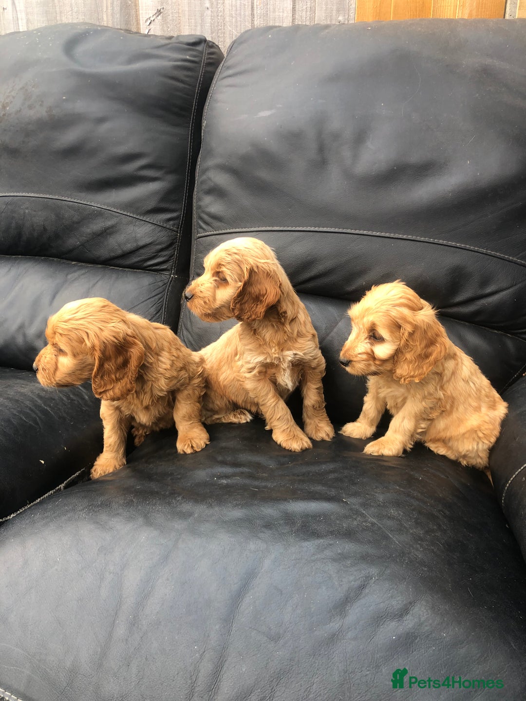 Cockapoo dogs for sale: F1 Cockapoo puppies  - Image 3