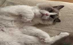 Ragdoll cats for sale: Ragdoll Duo for Rehoming  - Image 2