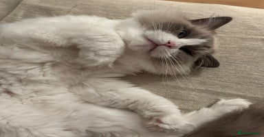 Ragdoll cats - Advert 12