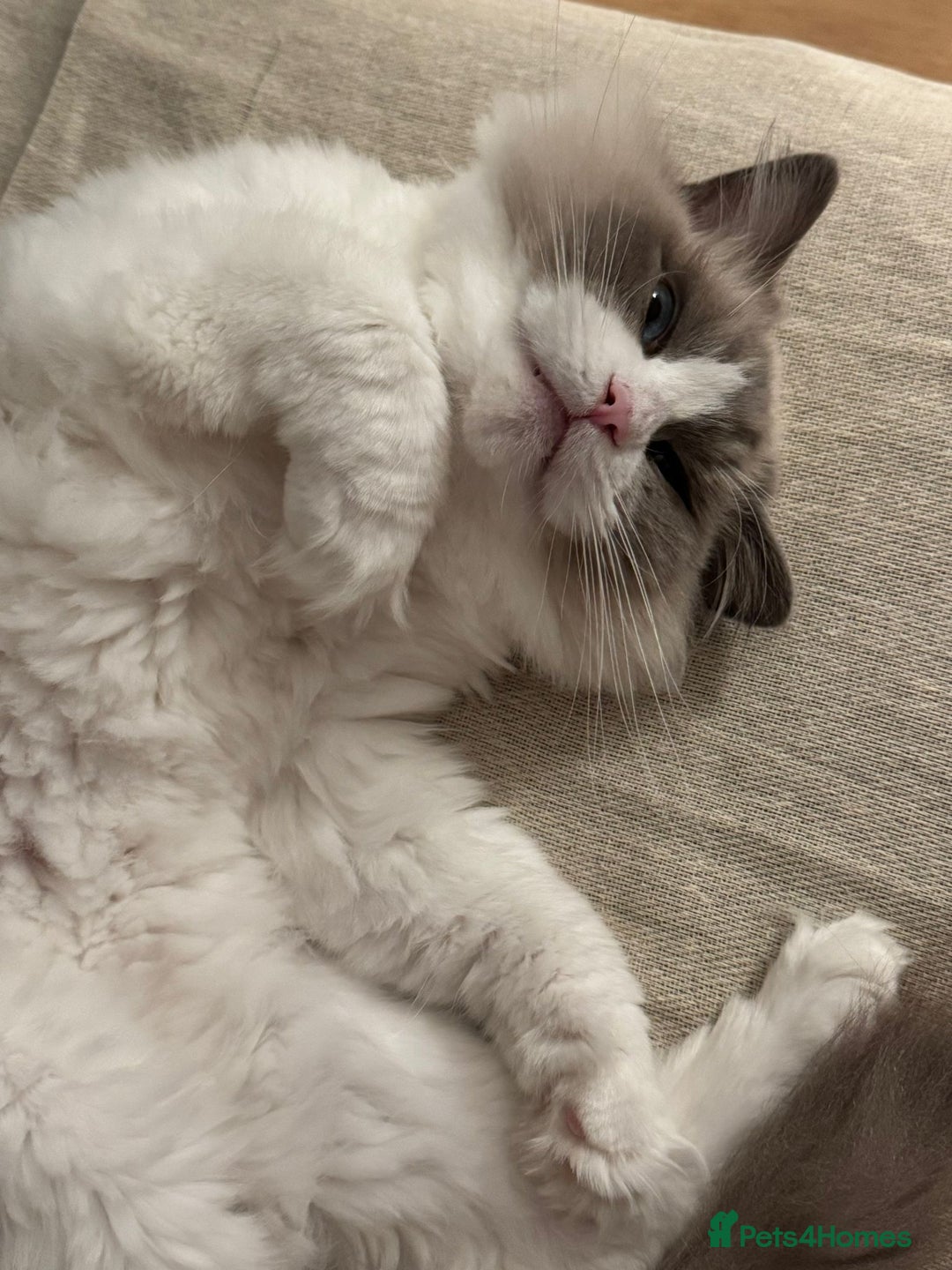 Ragdoll cats for sale: Ragdoll Duo for Rehoming  - Image 2