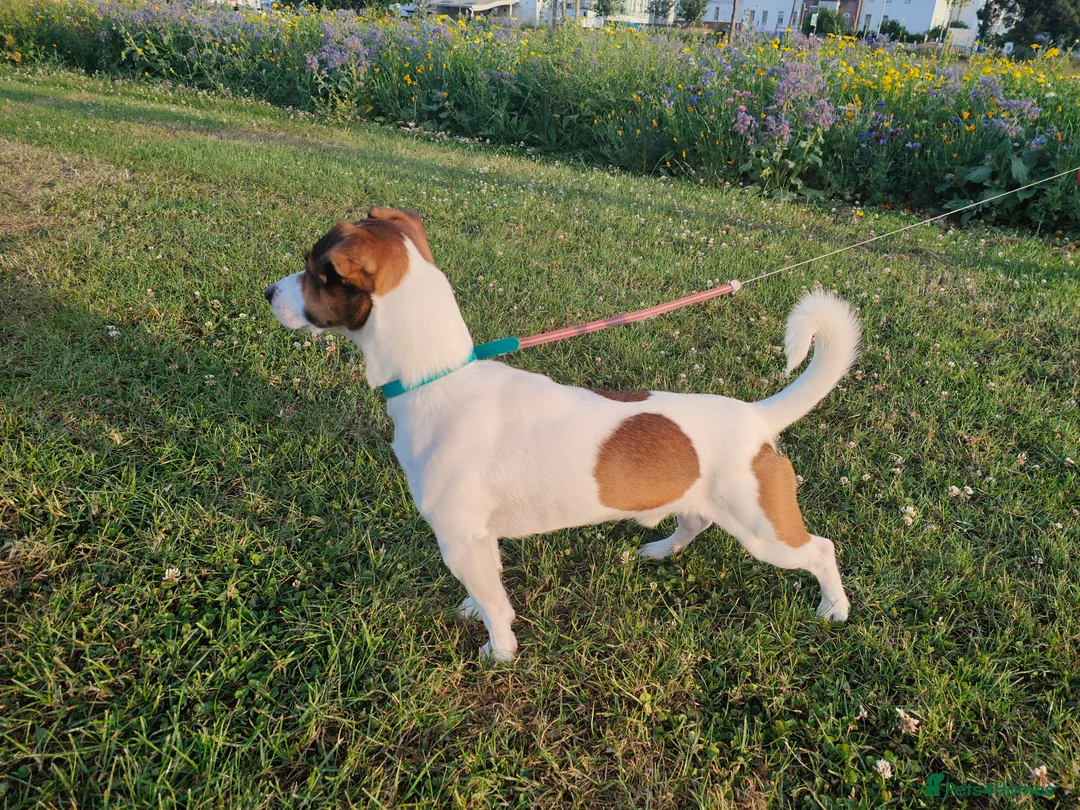 Jack Russell dogs for stud: PROVEN Jack Russell Terrier for Stud in Carshalton - Advert 3