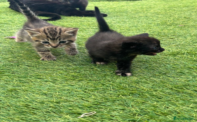 Mixed Breed cats - Advert 7