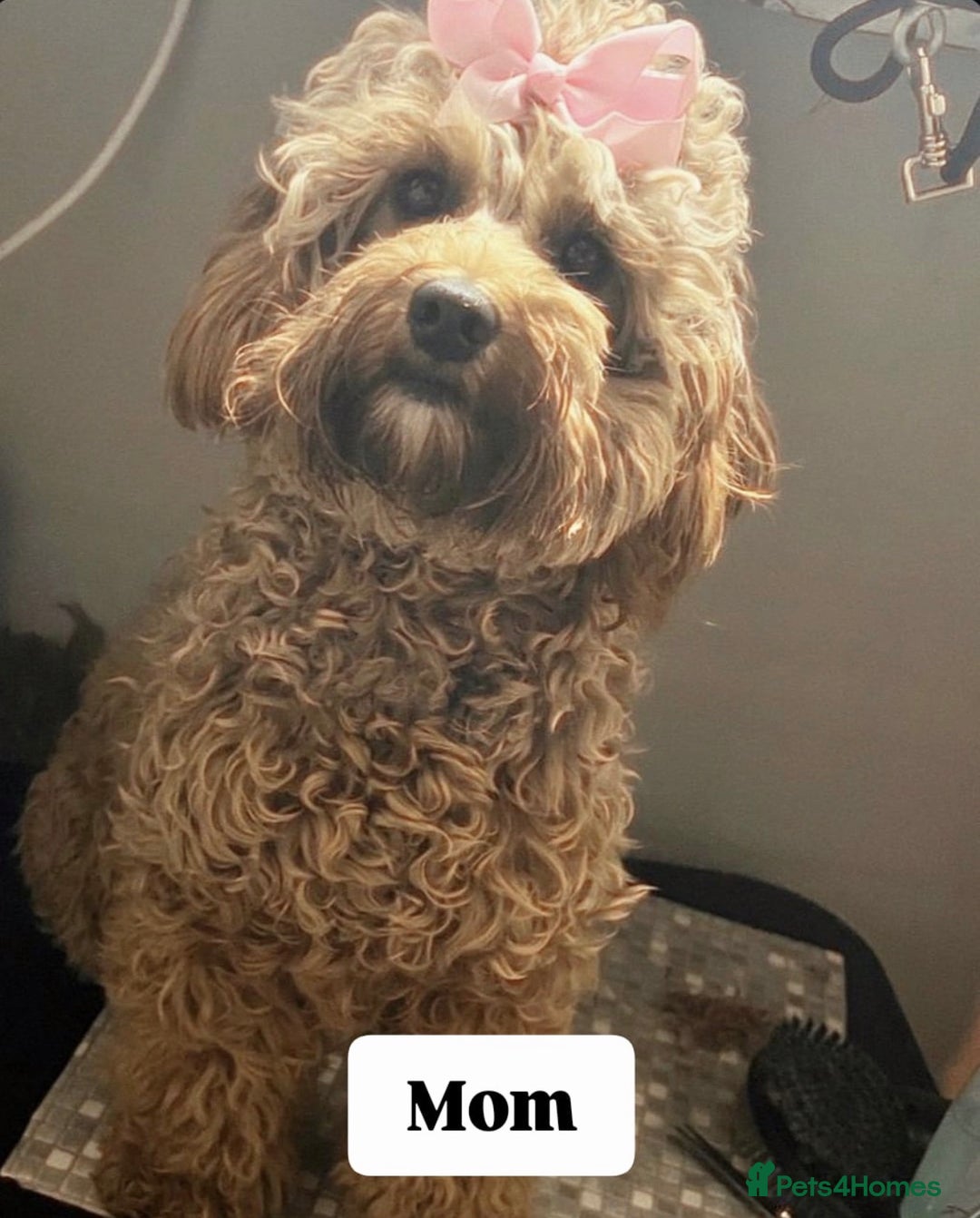 Cavapoo dogs for sale: Cavapoos 5 star licensed breeder - Advert 9