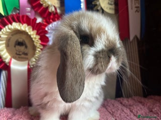 Mini Lop rabbits Vaccinated mini lop and lion lop babies - Advert 1