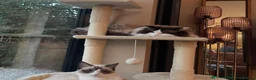 Ragdoll cats for sale: Seal bicolour ragdoll boy - Advert 4