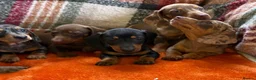 Dachshund dogs for sale: 5 beautiful dachshund girls  - Advert 27