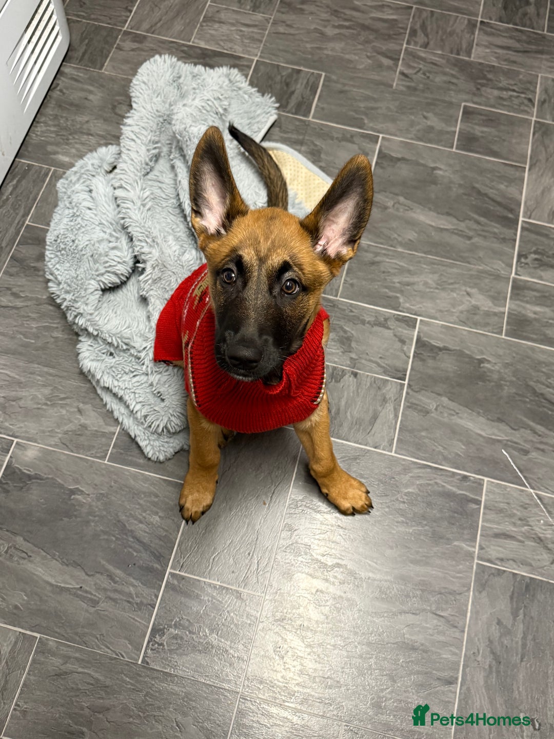 Belgian Shepherd Dog dogs for sale: 5 month old Belgium malinois puppy - Advert 2
