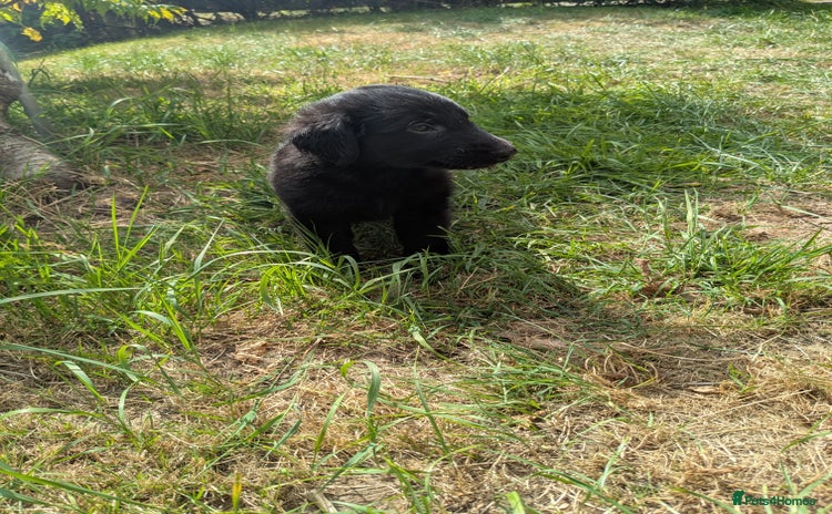 Flat coated Retriever dogs for sale - Advert 1