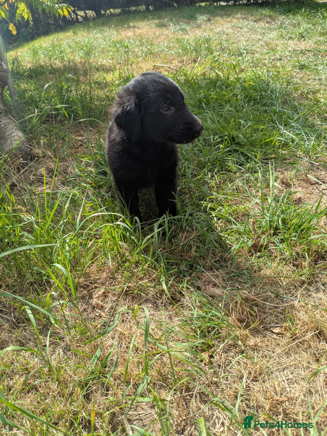 Flat coated Retriever dogs for sale: Flatcoated Retriever puppies  - Image 1