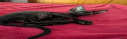Devon Rex cats for sale: Crazy little gremlins!  in Bristol - Advert 8