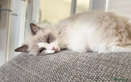 Ragdoll cats for sale: Female kitten become available! Pure Ragdoll in Derby - Image 19