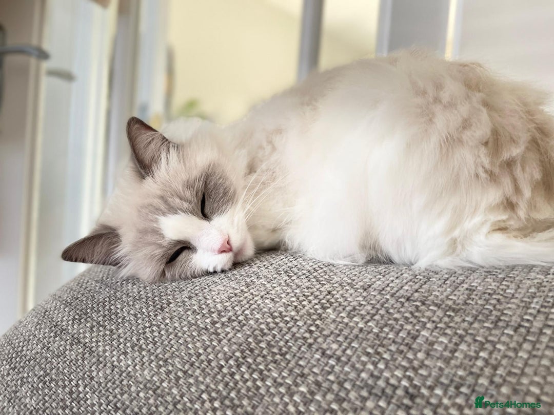 Ragdoll cats for sale: Female kitten become available! Pure Ragdoll in Derby - Image 19