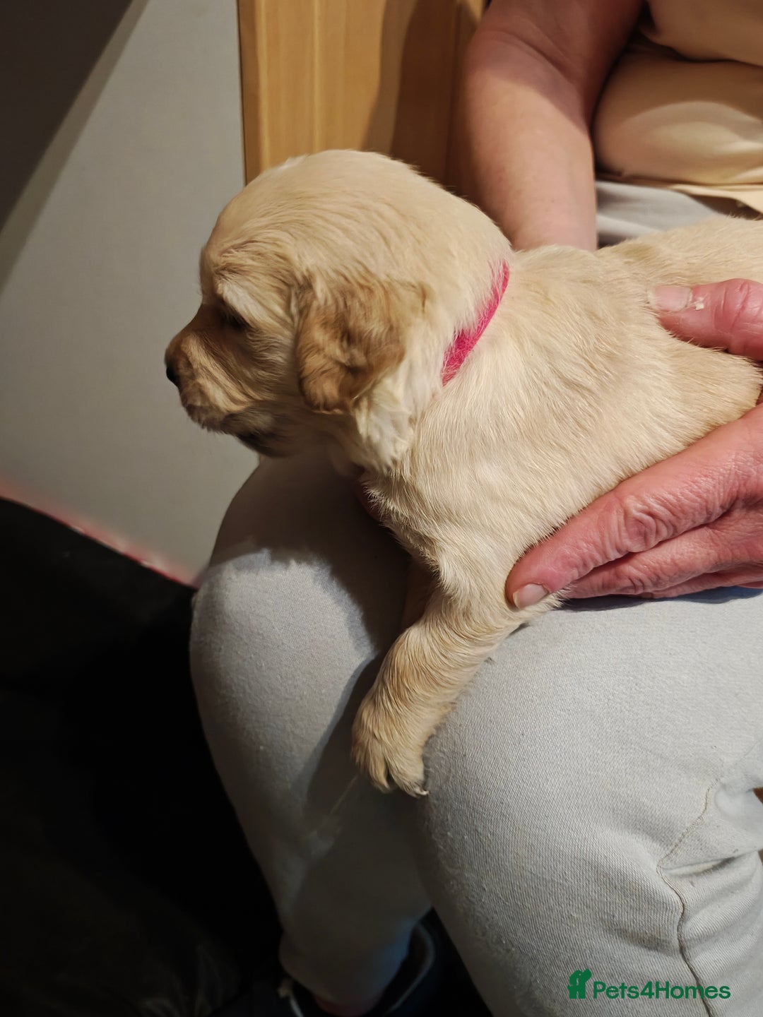 Golden Retriever dogs for sale: 10 Beautiful Golden Retriever puppies  - Advert 21