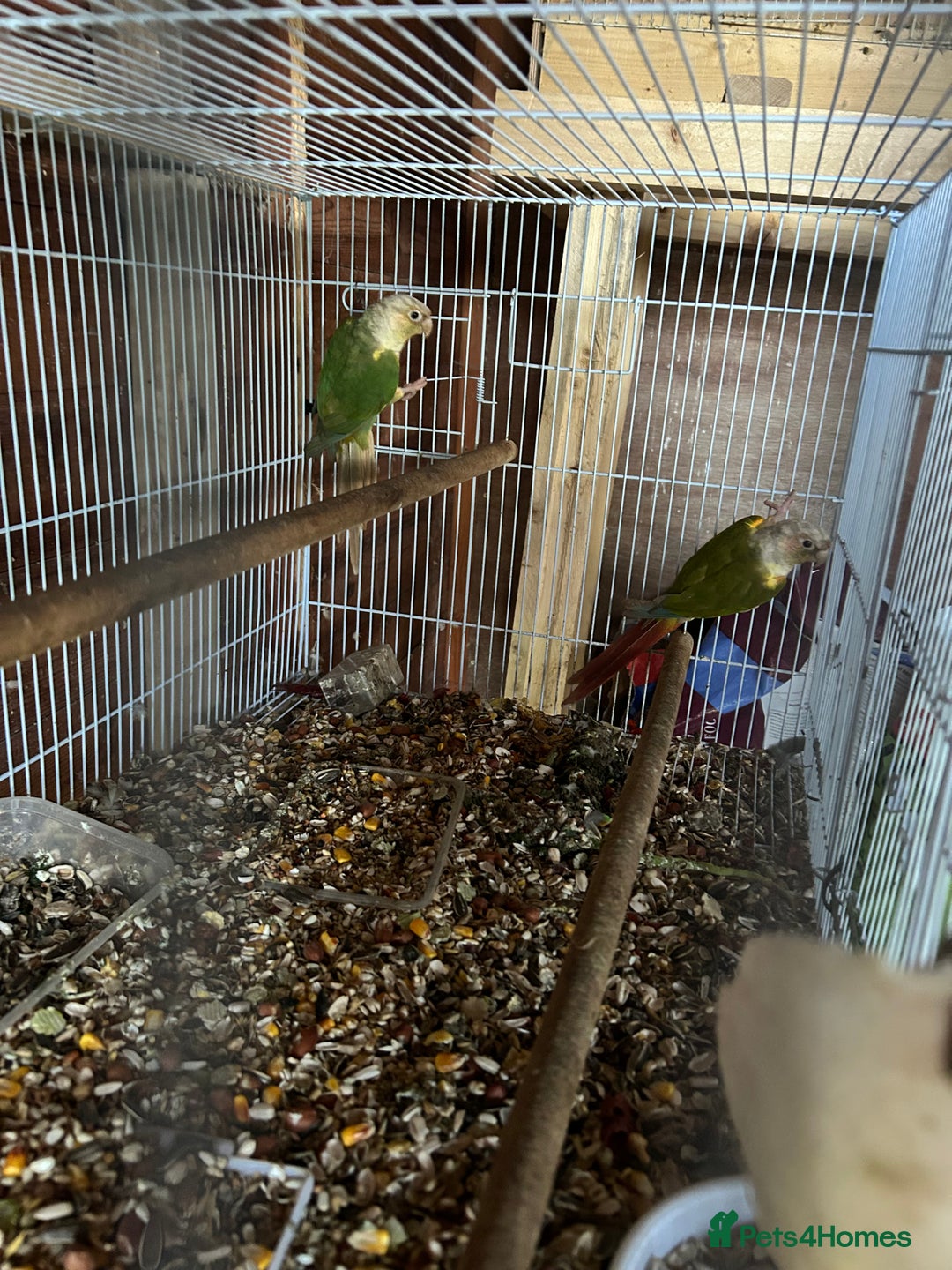 Ringnecks birds for sale: Ringnick proven breeding pairs  - Advert 3
