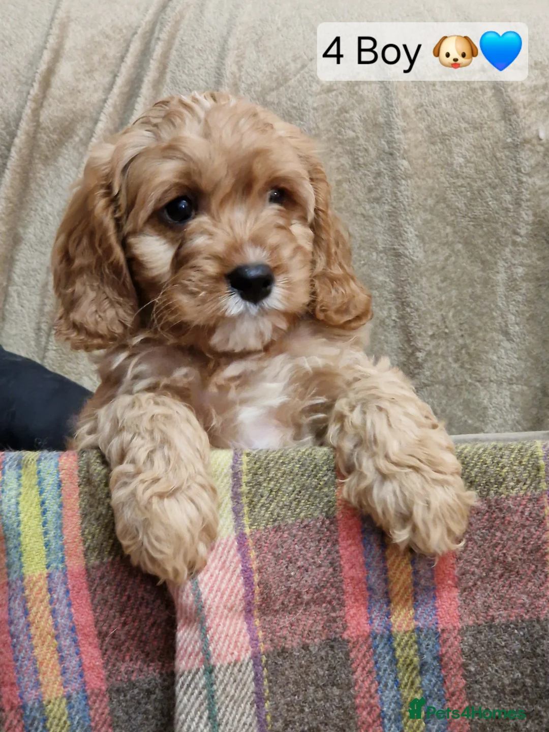 Cavapoo dogs for sale: Cavapoo Bundles of Joy 🥰 - Advert 8