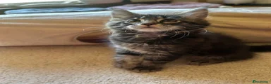 Tonito