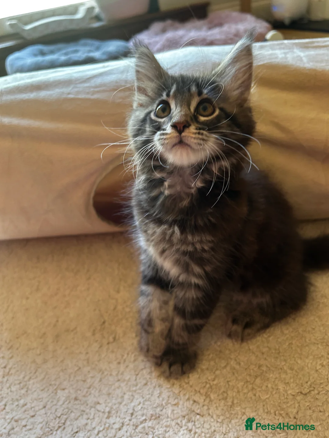 Maine Coon cats for sale: Maincoon kittens pure bred  in Bromsgrove - Advert 2