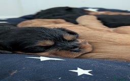 Cavalier King Charles Spaniel dogs for sale: Cavalier King Charles Spaniels beautiful pups - Image 8