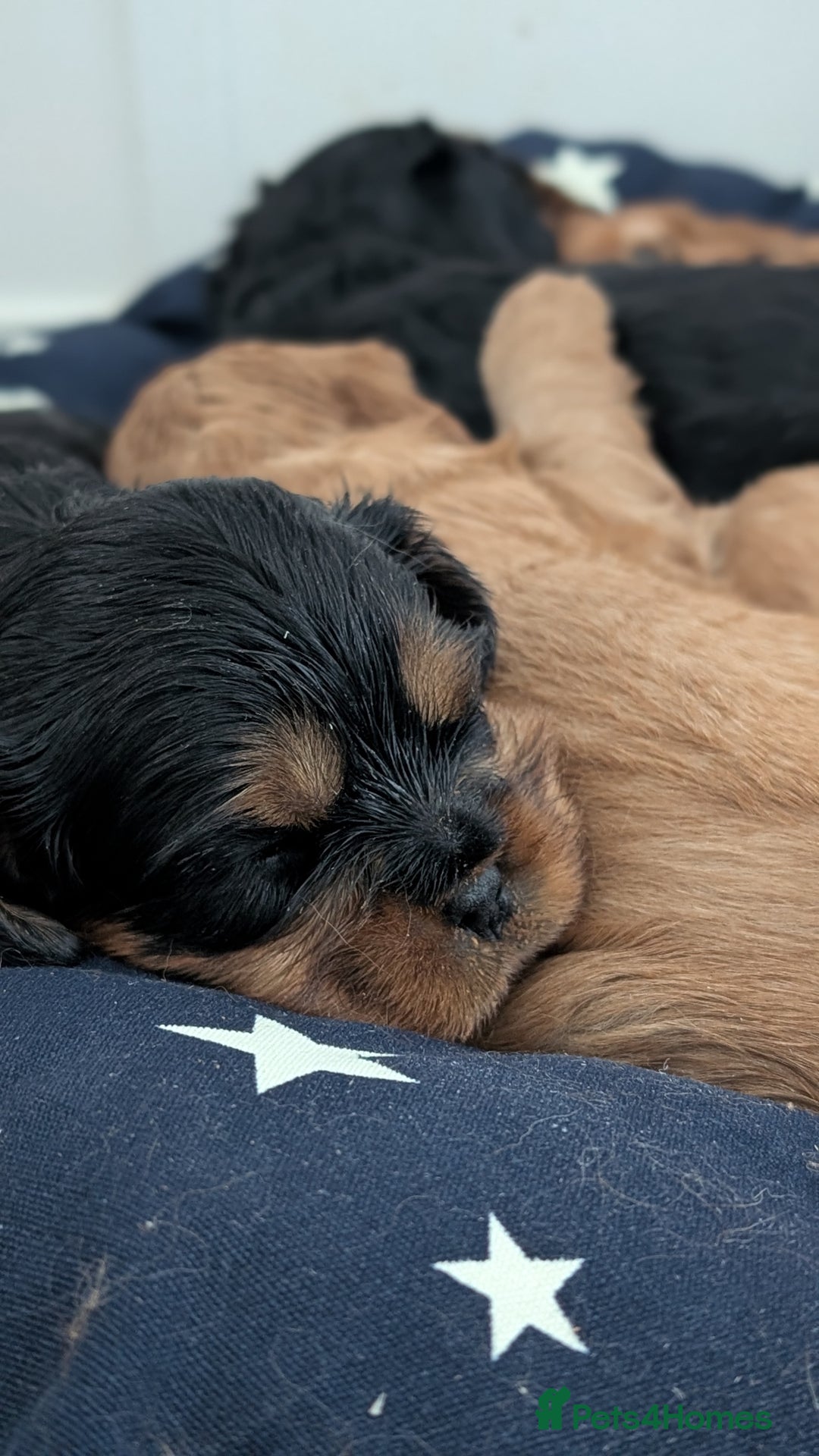 Cavalier King Charles Spaniel dogs for sale: Cavalier King Charles Spaniels beautiful pups - Image 8