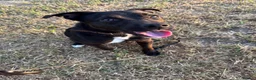 Patterdale Terrier dogs for sale: PATTERDALE TERRIER  - Advert 6