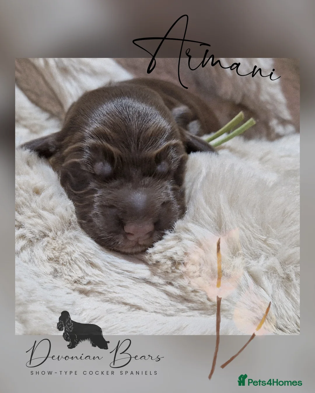 Cocker Spaniel dogs for sale: FULLY Health tested English Cocker Spaniel puppies - Advert 15