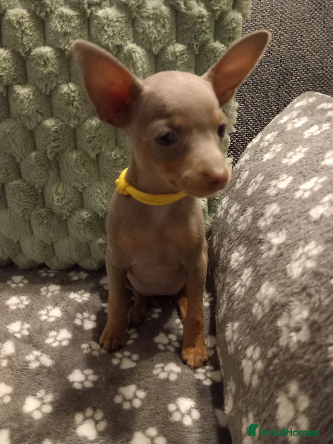 Miniature Pinscher dogs for sale: KC Reg Mini Pins, 2 remaining (READY TO LEAVE NOW) - Advert 19