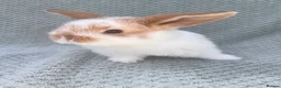 Mini Lop rabbits for sale: Wonderful mini lop kits  - Advert 1