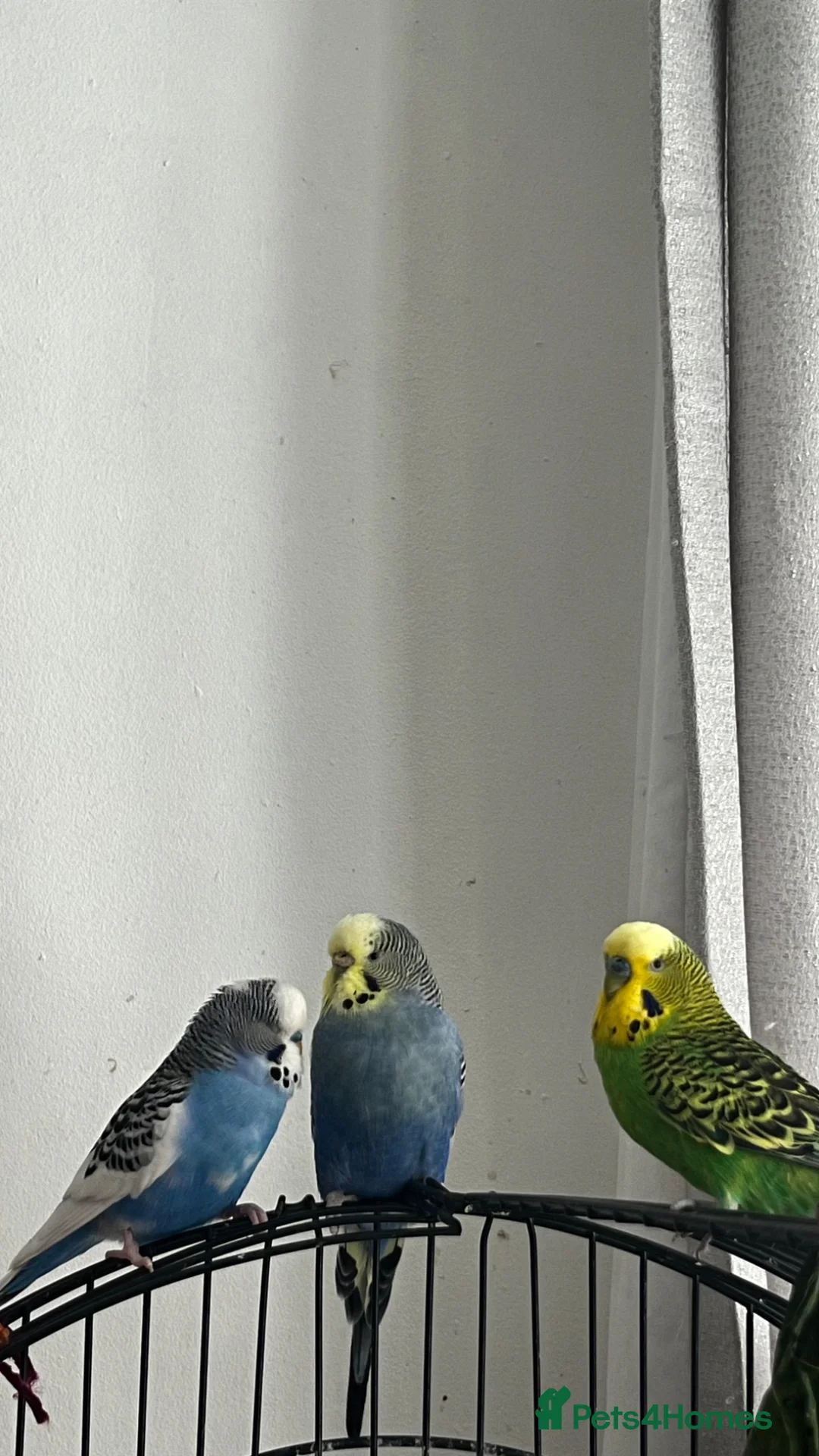 Mixed Breed birds for sale: READ DESCRIPTION FIRST - Advert 2