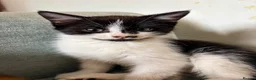 Mixed Breed cats for sale: Bengal/Maine Coon mix • stunning & affectionate  - Advert 13