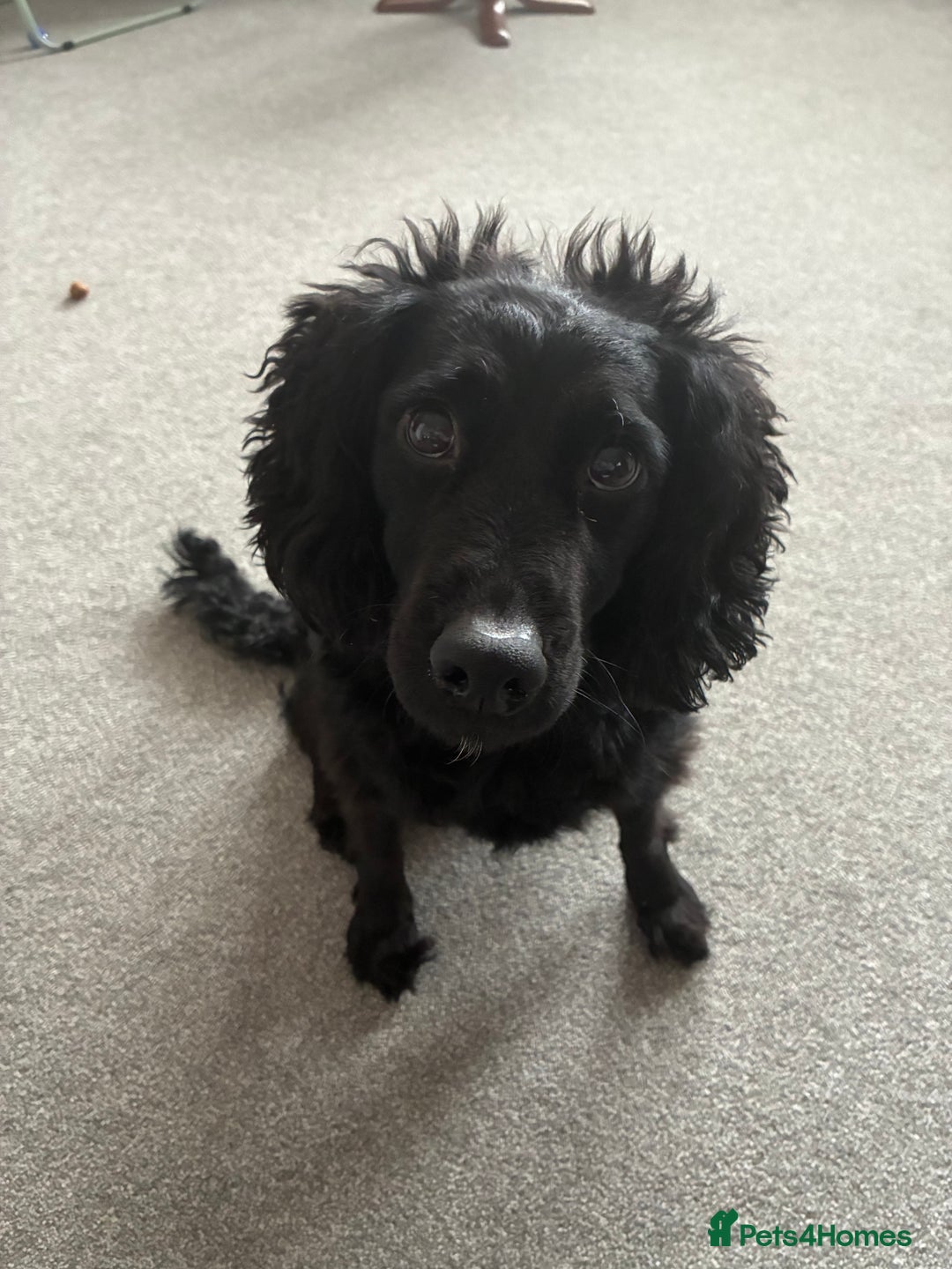 Cockapoo dogs for sale: 2 y/o cockapoo  - Advert 1