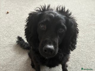 Cockapoo dogs 2 y/o cockapoo - Advert 7