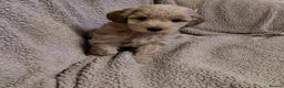 Schnoodle dogs for sale: Beautiful F1B Miniature Schnoodle Puppies  - Advert 15