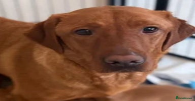 Labrador Retriever dogs - Advert 8