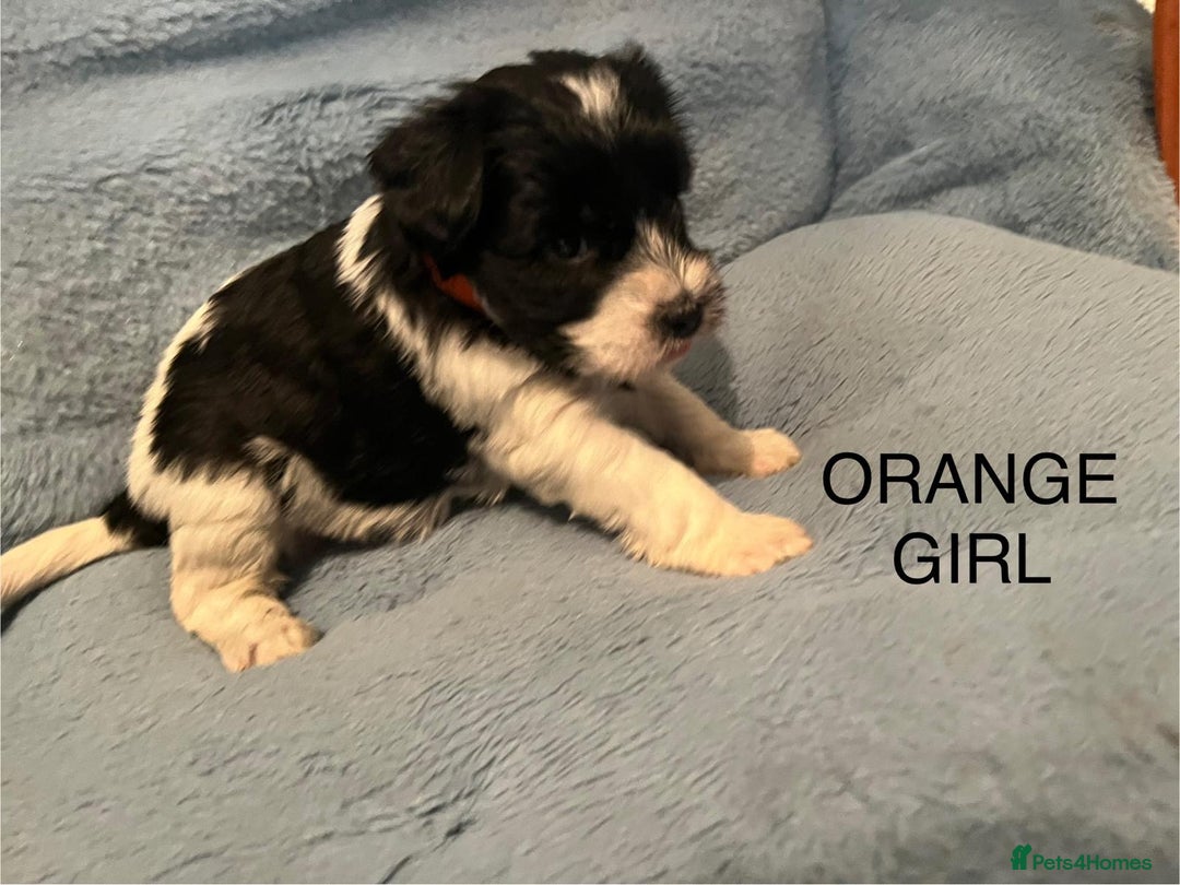 Miniature Schnauzer dogs for sale: OMG ❤️RARE  PEDIGREE PARTI MINIATURE SCHNAUZER  - Advert 26