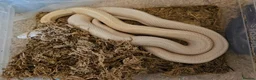 Corn Snake reptiles for sale: Various Corn Snakes for Sale - Advert 4