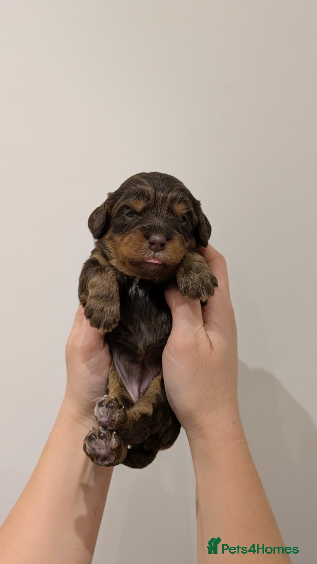 Cavapoo dogs for sale: F1 Cavapoos - Parents DNA Health Tested  - Advert 8