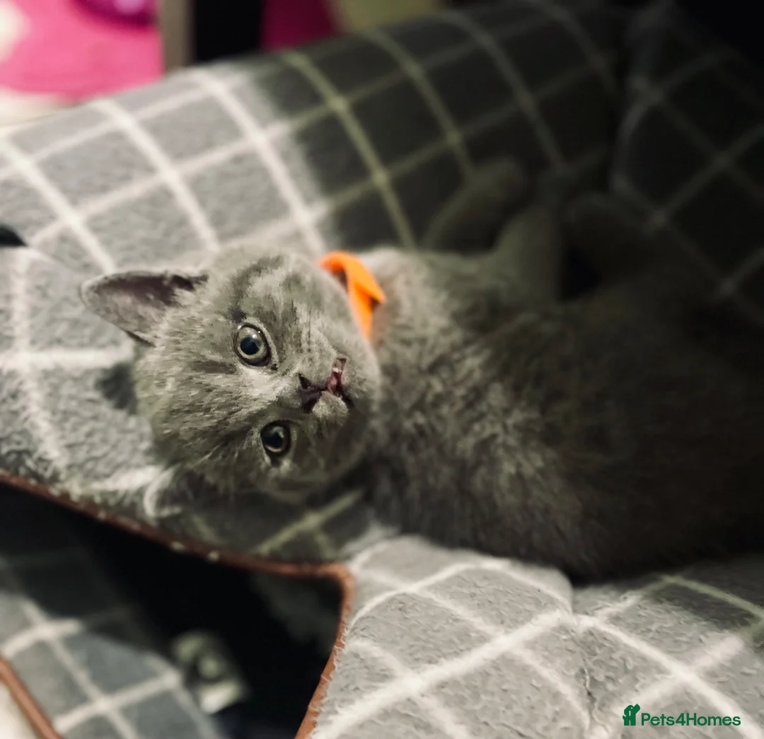 British Shorthair cats for sale: Adorable & well socialised British Blue Kittens in Sittingbourne - Advert 9